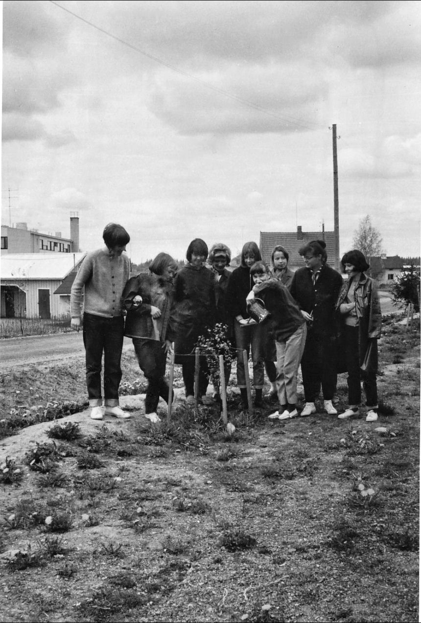4 C 1964-1965 puun istutus