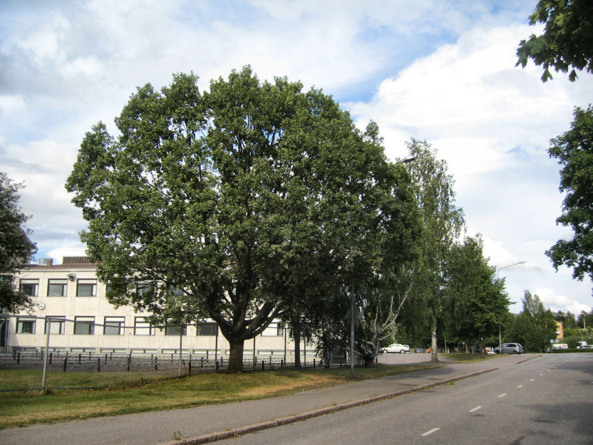 Puut elokuussa 2010