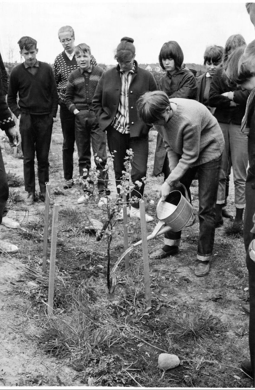 4 C 1964-1965 puun istutus