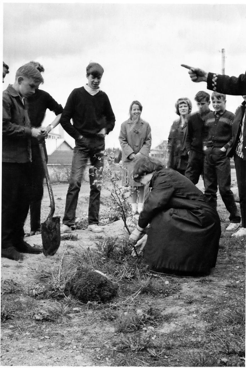 4 C 1964-1965 puun istutus
