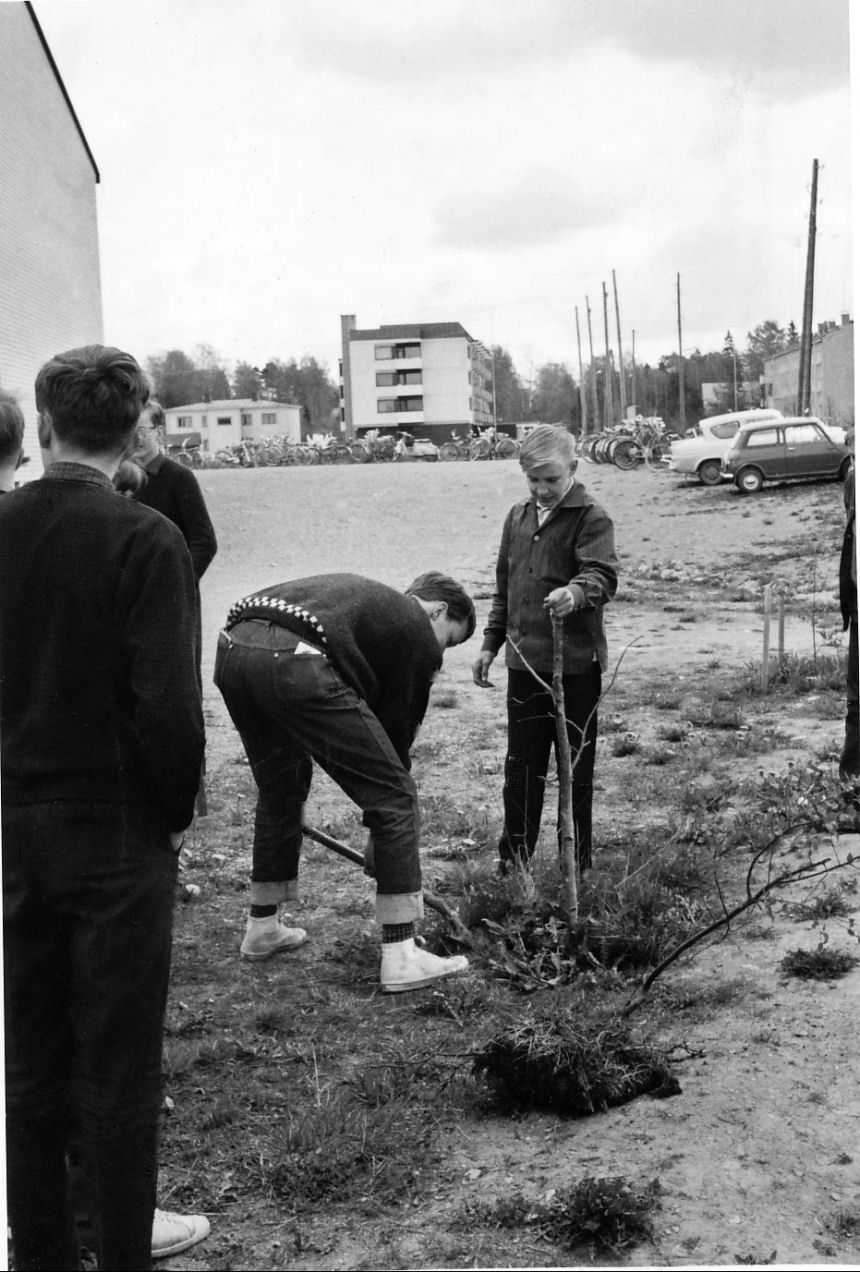 4 C 1964-1965 puun istutus