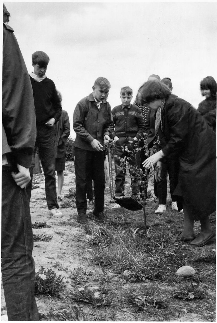 4 C 1964-1965 puun istutus