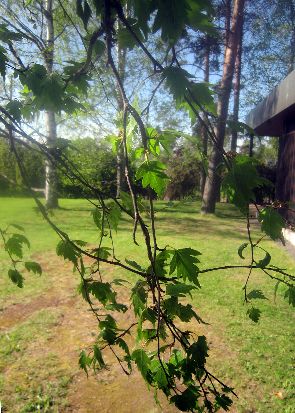Westermarckin maisemissa
