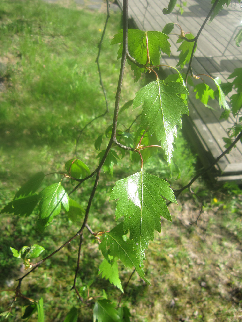 Westermarckin maisemissa