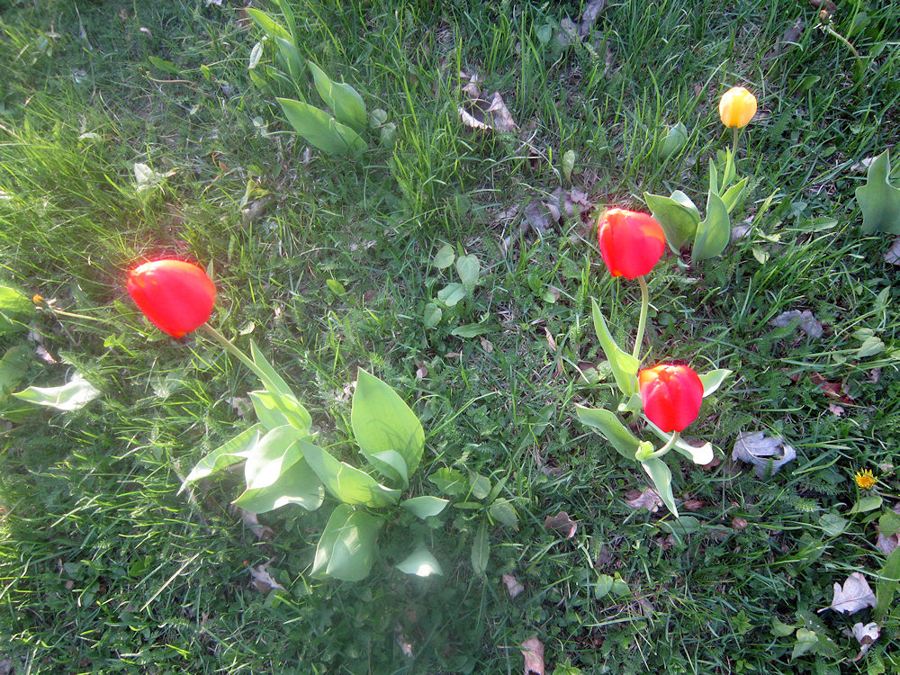 Westermarckin maisemissa