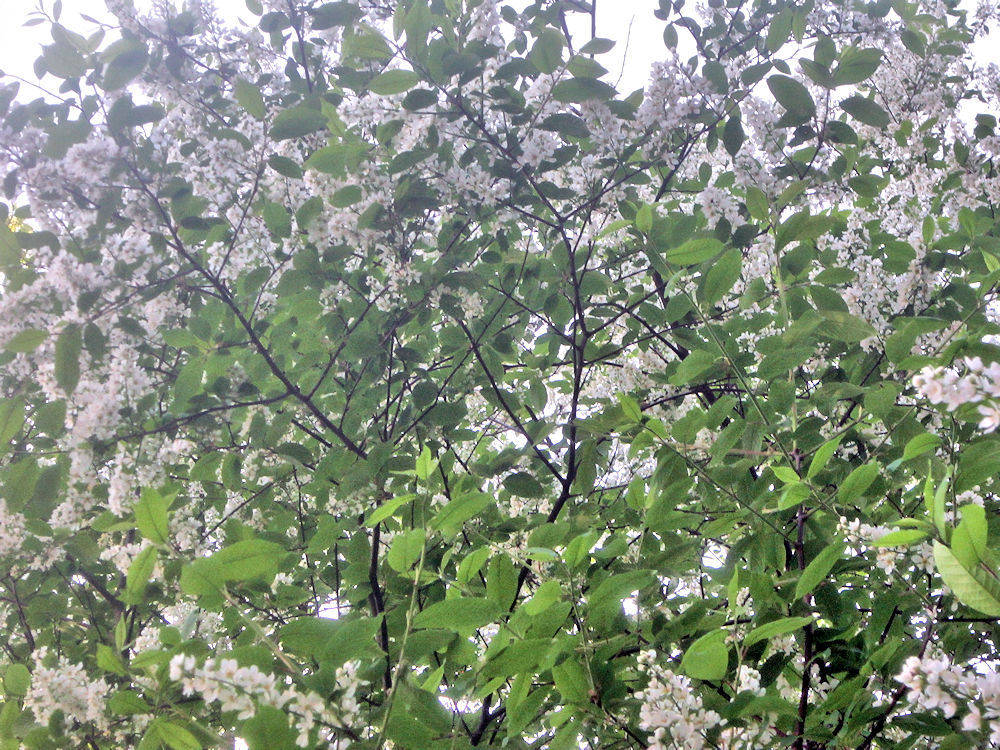 Westermarckin maisemissa