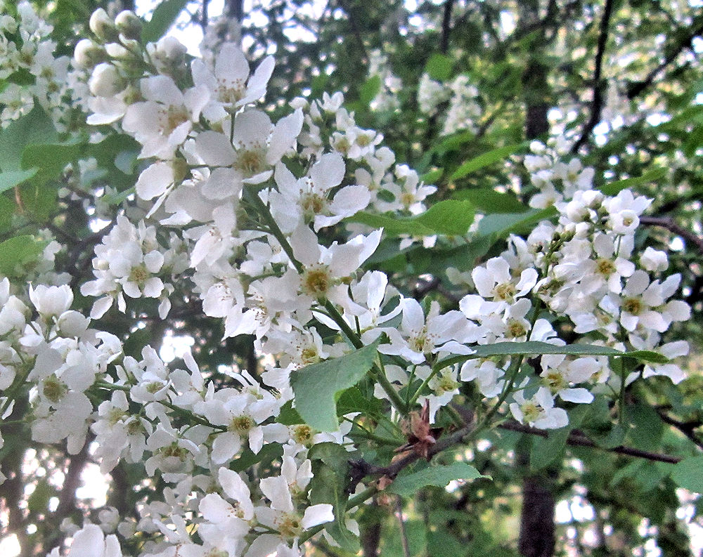 Westermarckin maisemissa